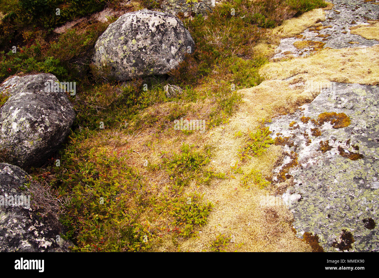 Sukkulenten, Moos und Heide wachsenden zwischen Felsen. Die Felsen sind mit Flechten bedeckt. Stockfoto