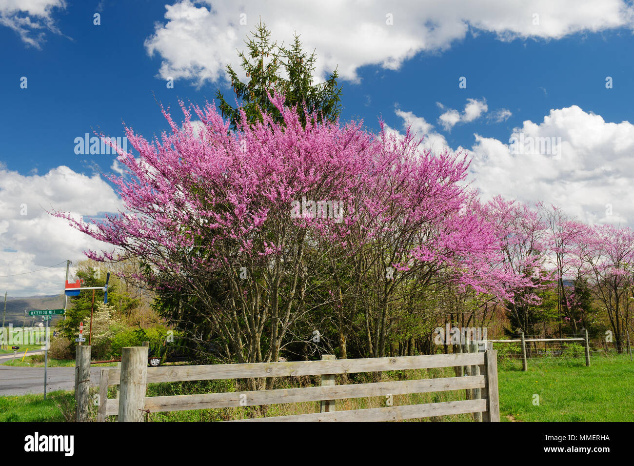 Östliche redbud Bäume in Blüte, Shenandoah Valley, Virginia, USA. Stockfoto