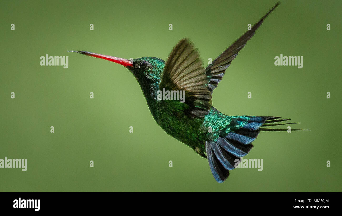 Kolibri im Flug Stockfoto