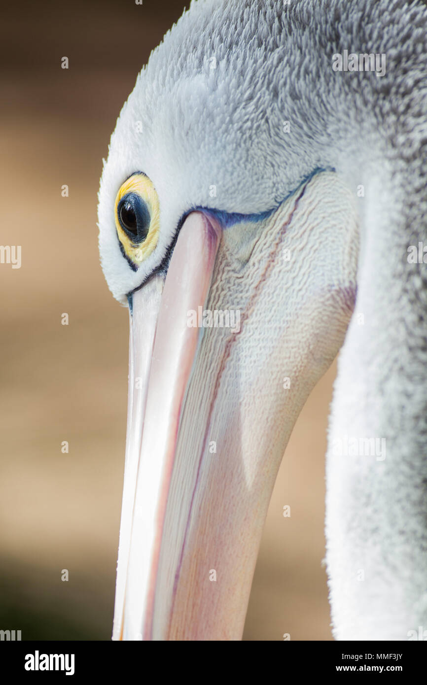 Eine Nahaufnahme eines australischen Pelican in Adelaide, South Australia, die am 9. August 2012 Stockfoto