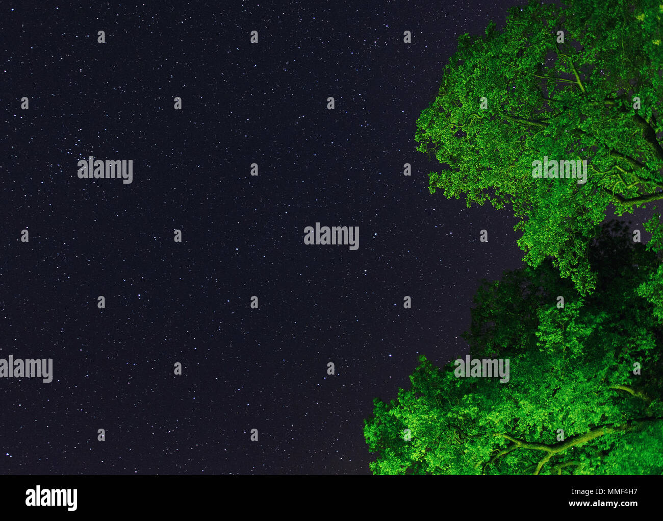 Die Sterne Sternbild Leo, der Löwe, ruht auf der grünen üppigen Tree Tops in einer ruhigen Starry Night Stockfoto