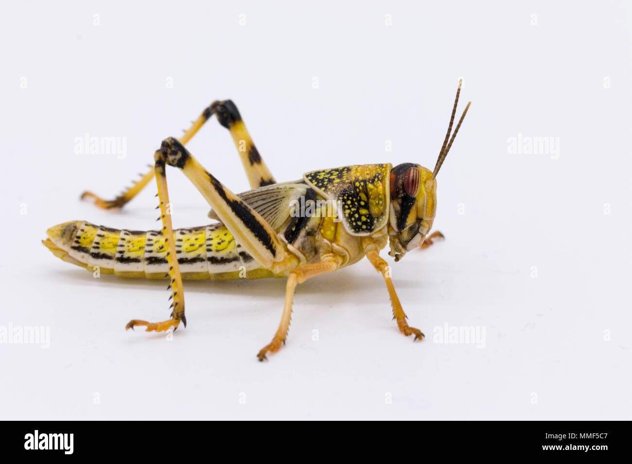 Nahaufnahme einer Heuschrecke/hopper Insekt auf weißem Hintergrund Stockfoto