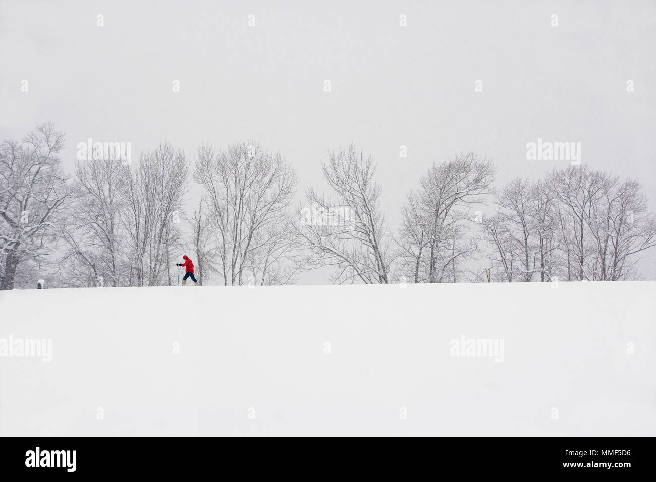 Nordic Ski-fahrer allein in einem Vermont Wiese mitten im Winter Stockfoto