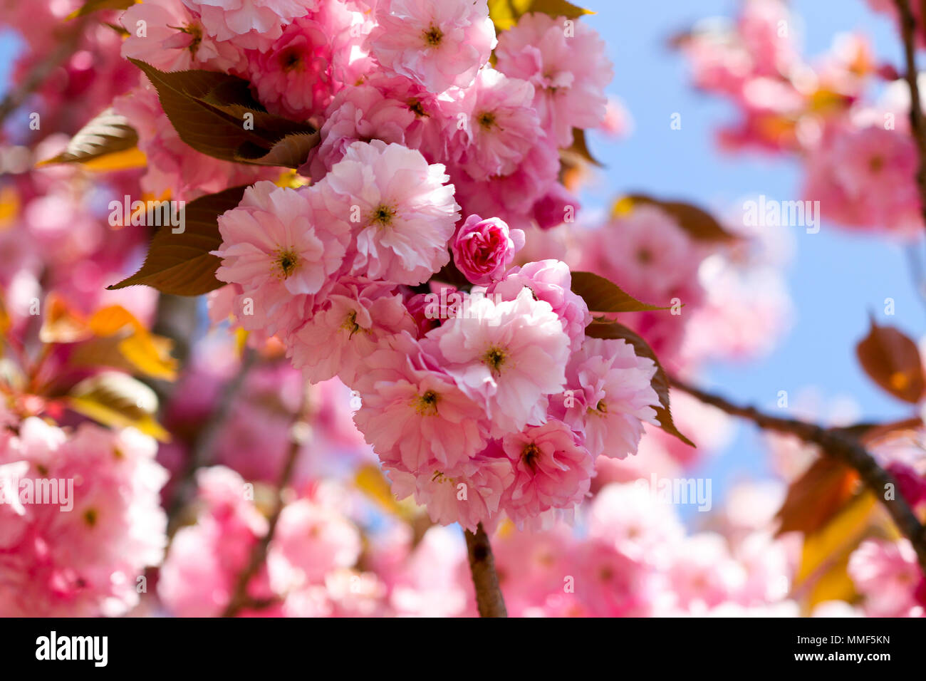 Kirschblüte Baum im Vorgarten Stockfoto