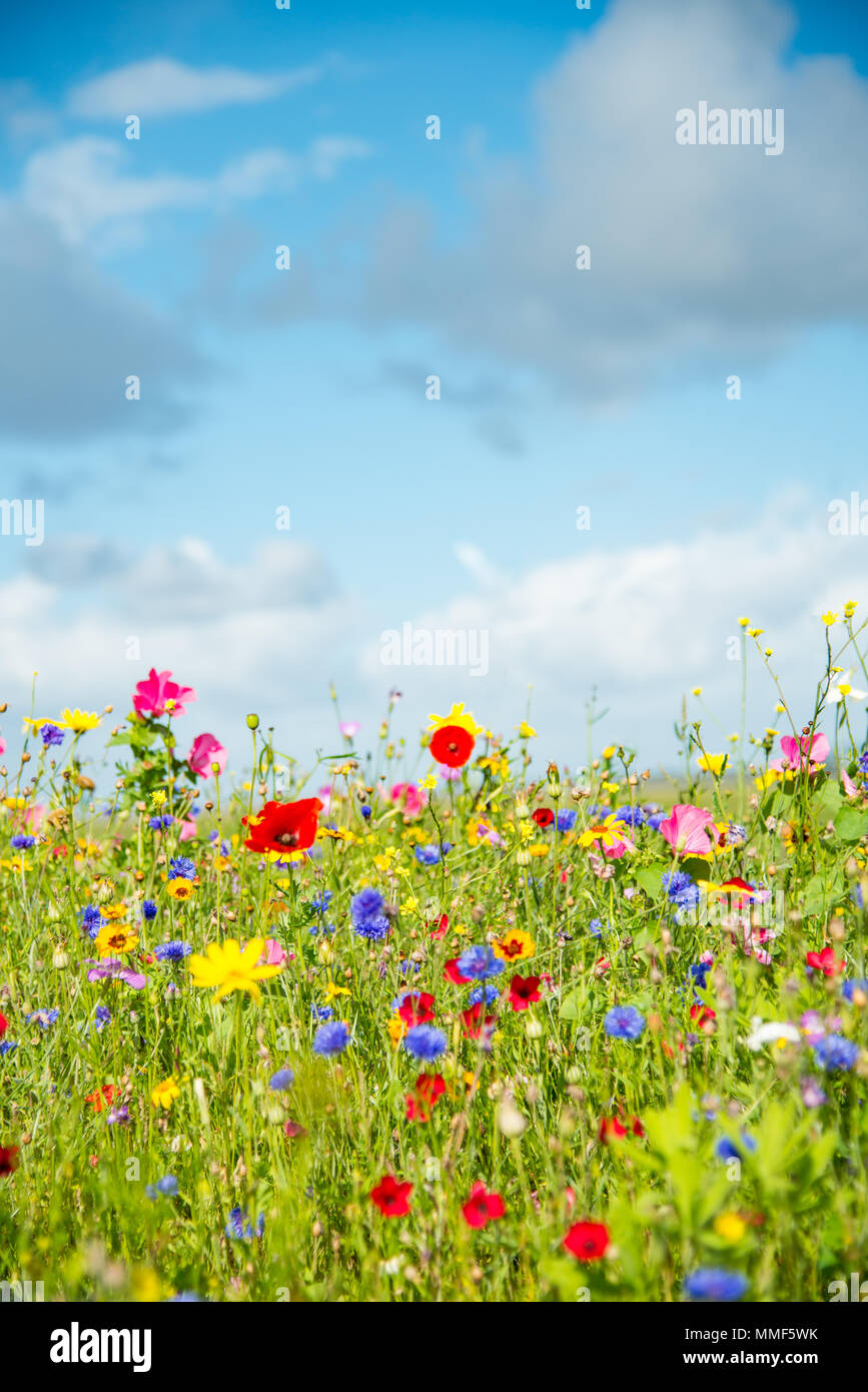 Wilde Blumenwiese in Wales, Großbritannien. Stockfoto