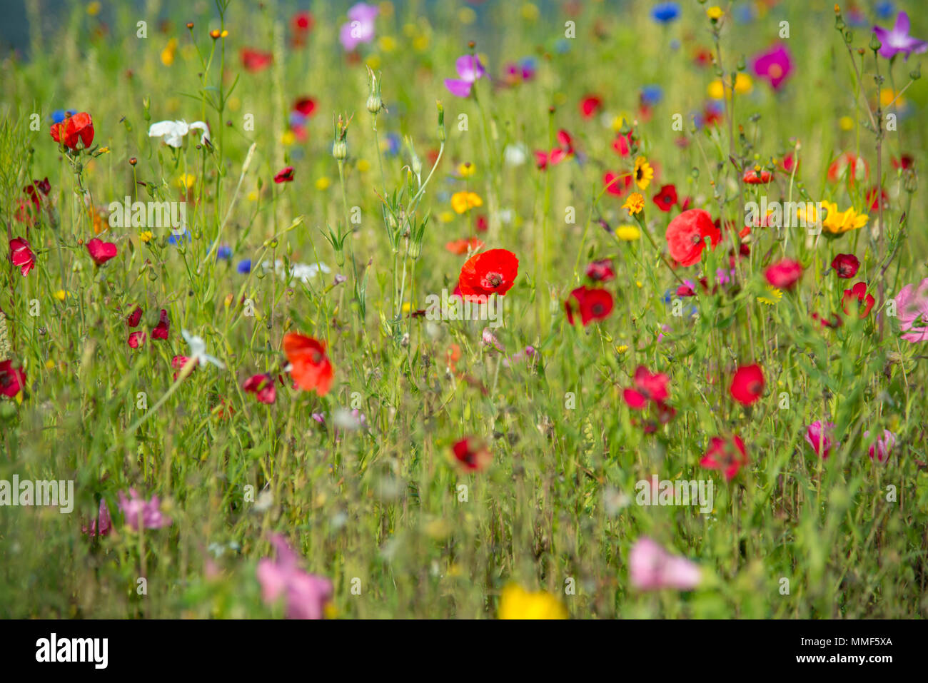 In Wales erfasst Stockfoto