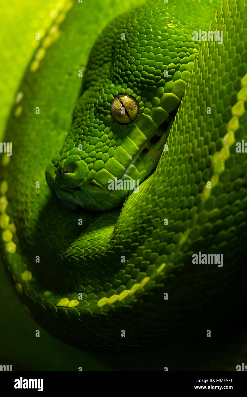 Die golden Eye, Emerald Spulen und Schuppen eines Green Tree Python hängen in einem Sattel über eine Niederlassung. Stockfoto