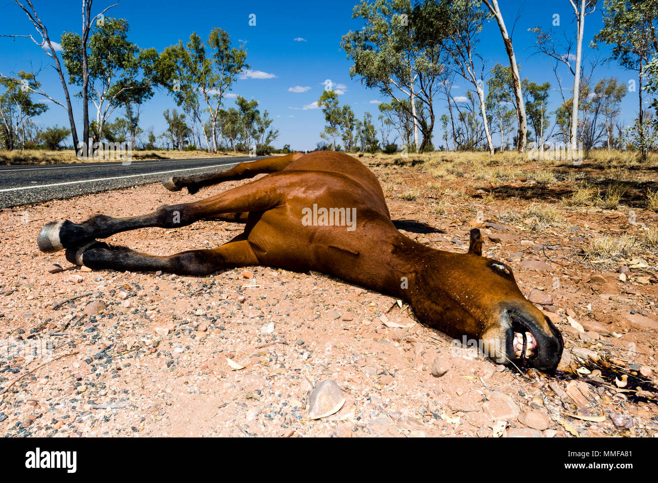 Ein totes Pferd als brumby durch ein Fahrzeug auf einer outback Straße getötet bekannt. Stockfoto