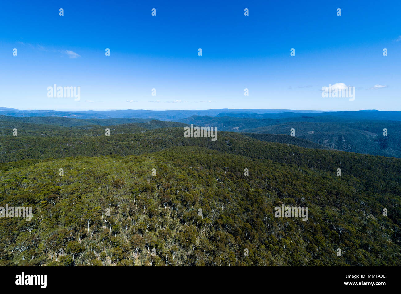 Ein Vordach von Eukalyptus Wald auf die zerklüfteten Berge der Australischen Alpen. Stockfoto
