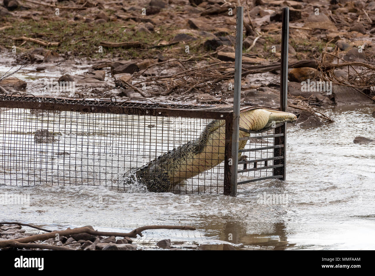 Ein Salzwasser Krokodil versucht, aus einem Käfig zu entkommen. Stockfoto