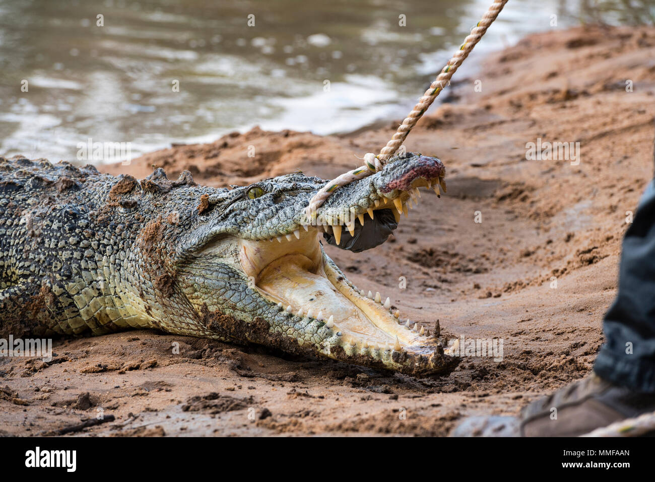 Ein Salzwasser Krokodil mit einer einstweiligen Verfügung Seil wird von Fallenstellern gefangen. Stockfoto