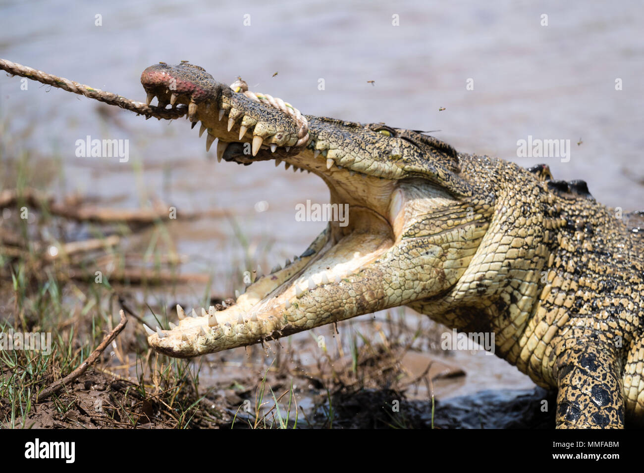 Ein Salzwasser Krokodil mit großen Zähnen und Kiefer kämpft eine einstweilige Seil wird von Fallenstellern gefangen. Stockfoto