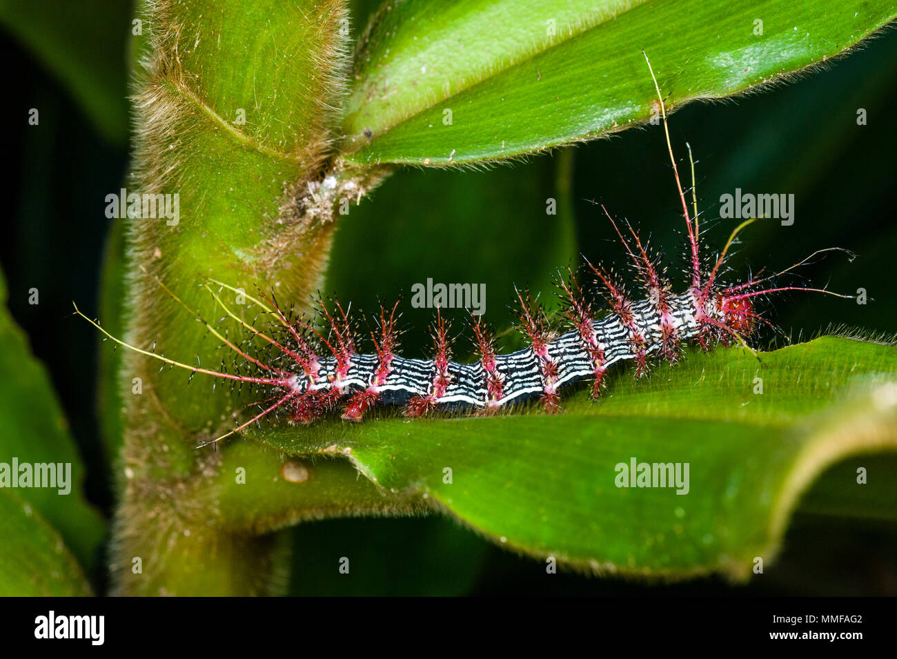 Leuchtend rote giftige Stacheln schützen eine gestreifte Caterpillar von Raubtieren während es Feeds auf ein Blatt im Regenwald. Stockfoto