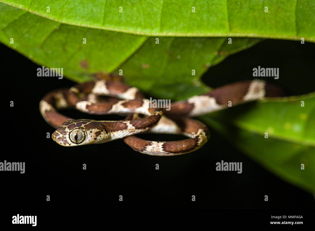 Eine Blunthead Baum Schlange zusammengerollt auf ein Blatt im Regenwald. Stockfoto