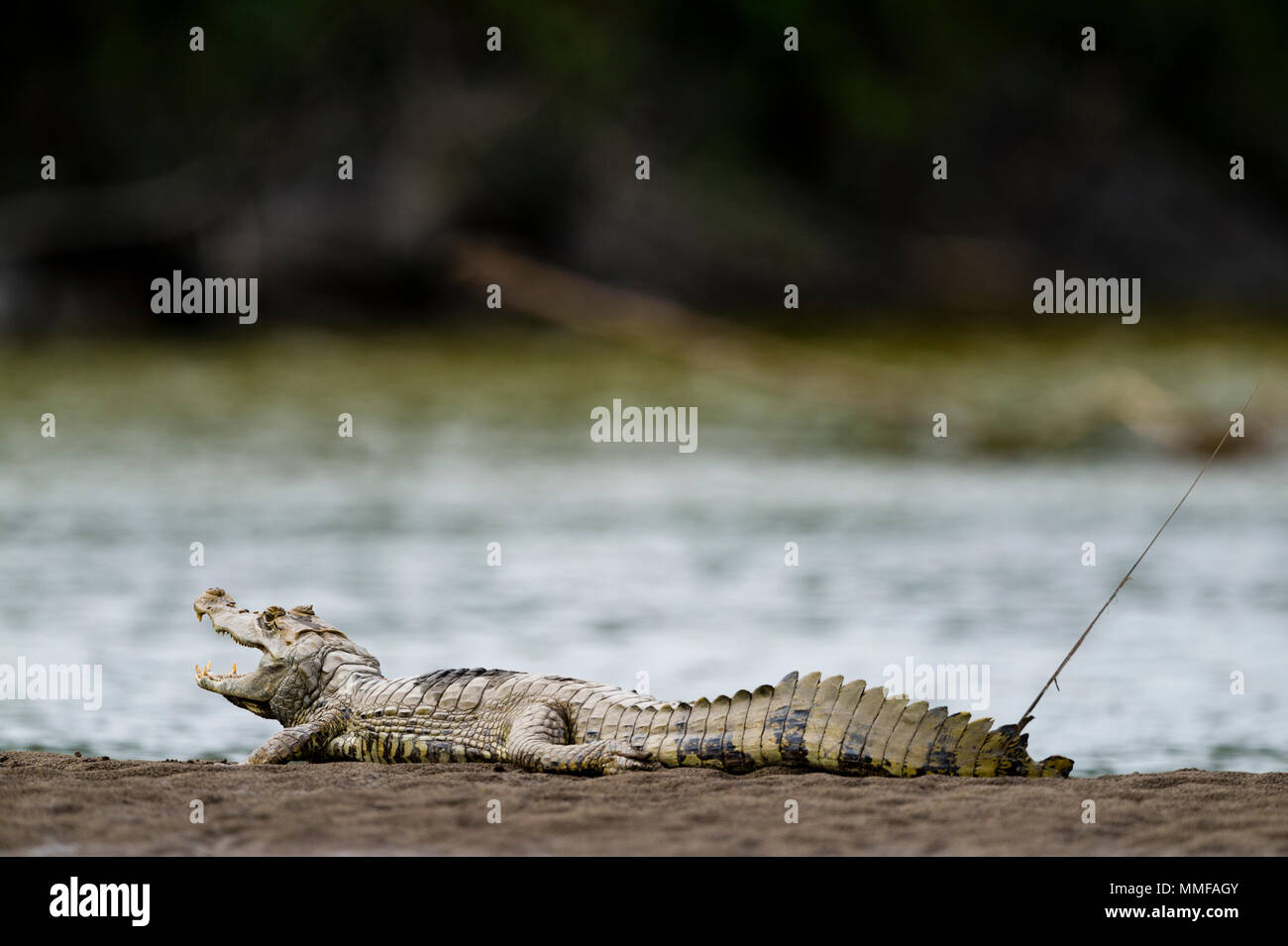 Ein brillenbär Kaiman sun Basking am Flussufer zu Thermoregulate Körpertemperatur. Stockfoto