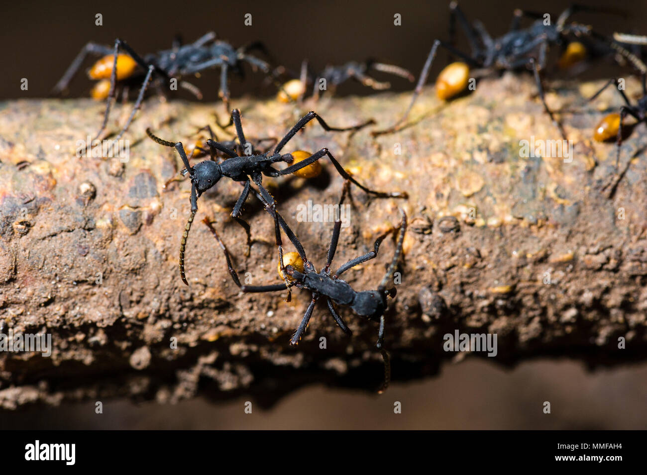 Armee Ameisen auf einem Stock, auf den Regenwald. Stockfoto