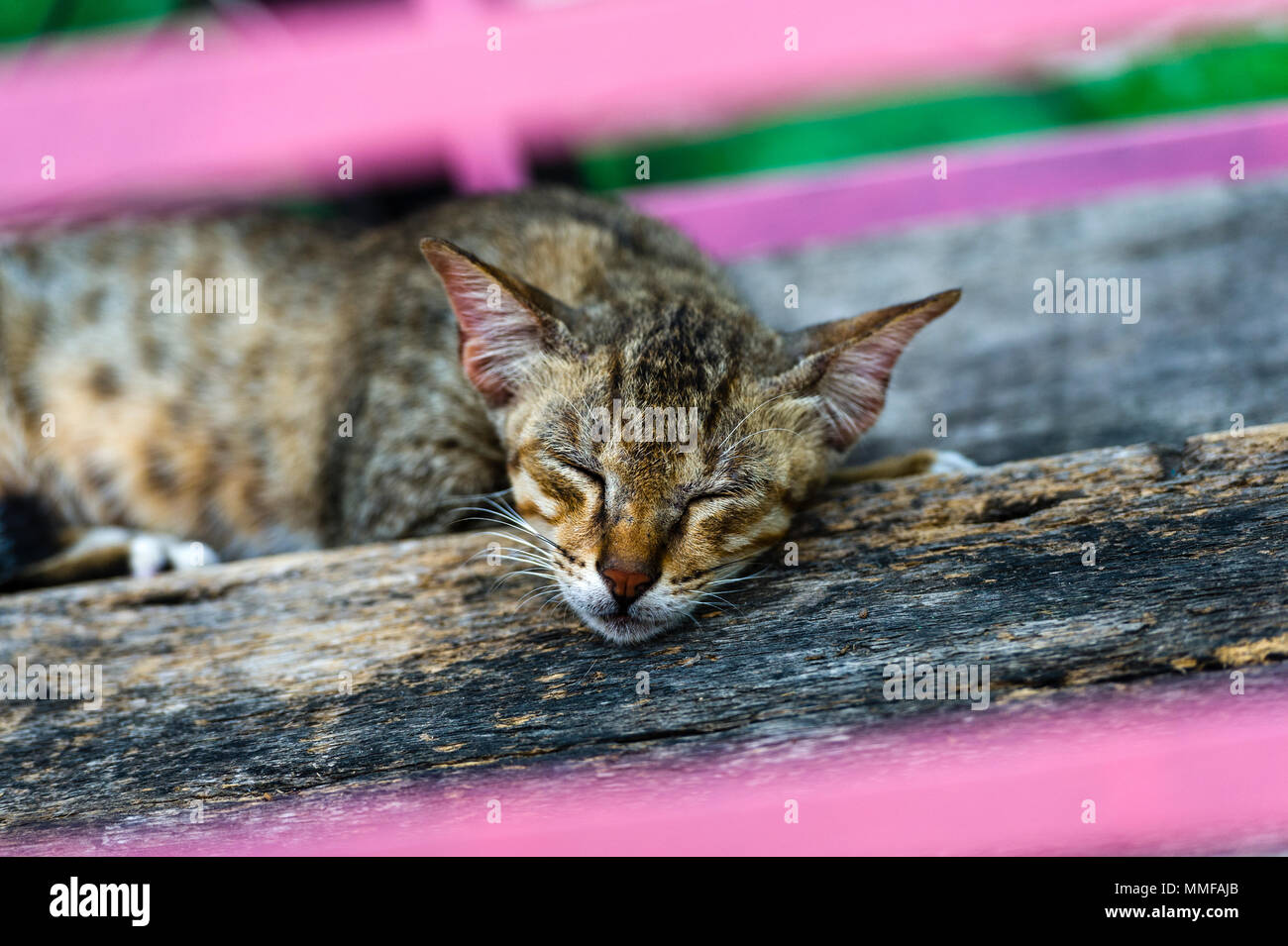 Eine strasse Katze schläft auf einer hölzernen Schritt. Stockfoto
