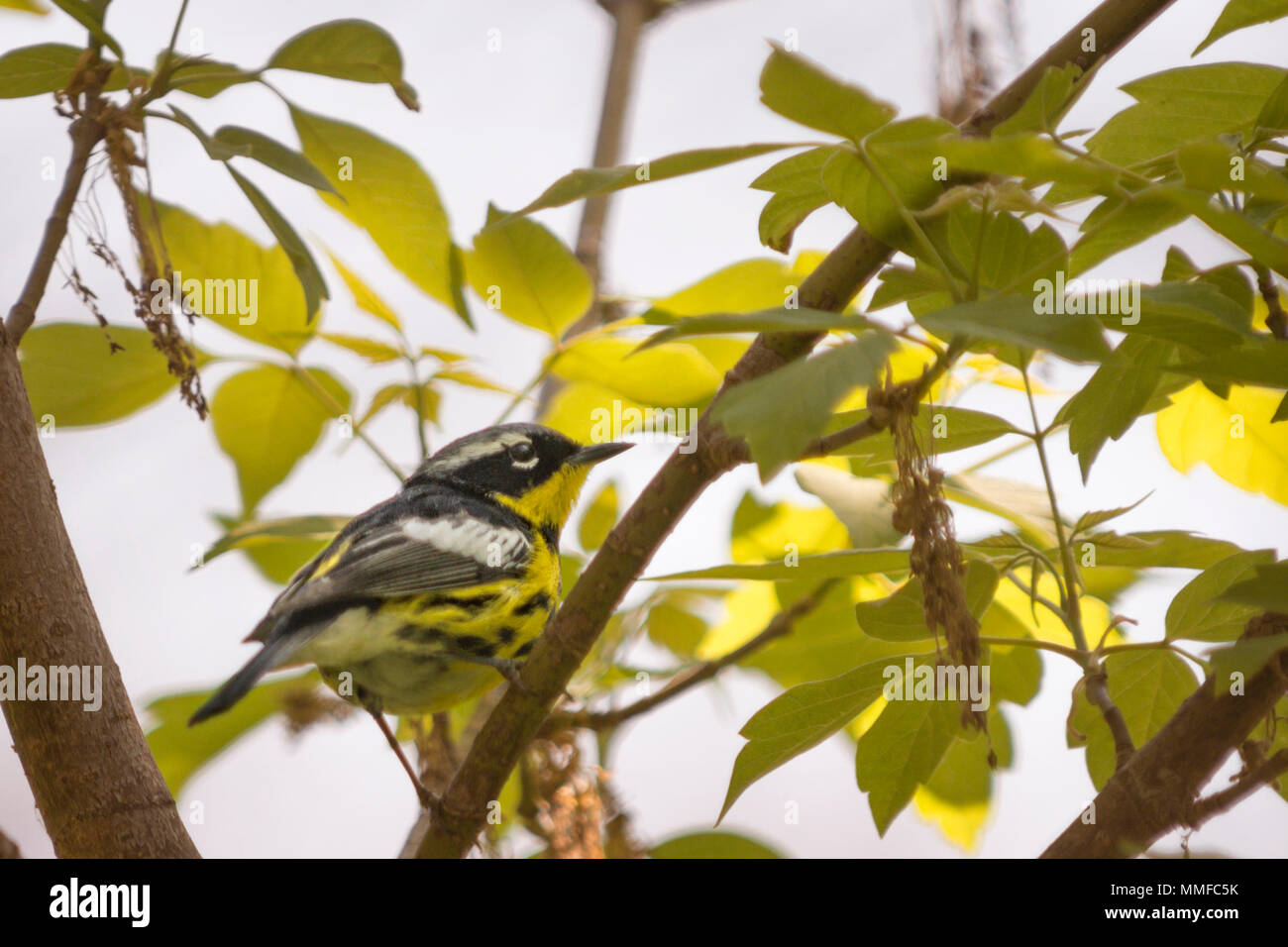 Eine bunte männlichen Magnolia Warbler Vogel bei Magee Marsh im Nordwesten von Ohio im Frühjahr gesehen. Stockfoto