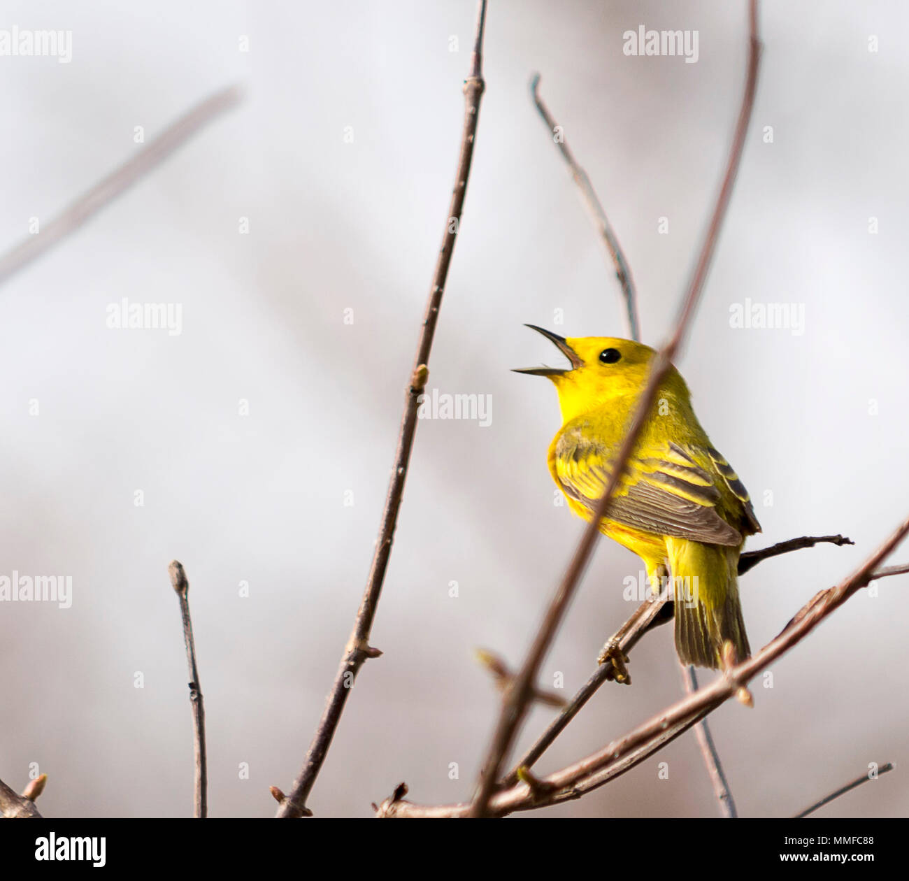 Eine amerikanische Schnäpperrohrsänger Vogel bei Magee Marsh im Nordwesten von Ohio im Frühjahr gesehen. Stockfoto