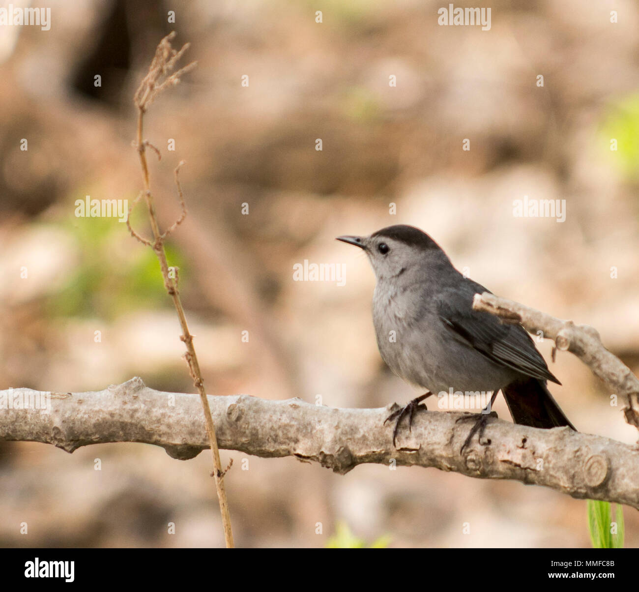 Ein graues Catbird. Grau Catbirds Verwandte der spottdrosseln und Thrashers, und sie teilen, dass Gruppen vocal Fähigkeiten. Stockfoto