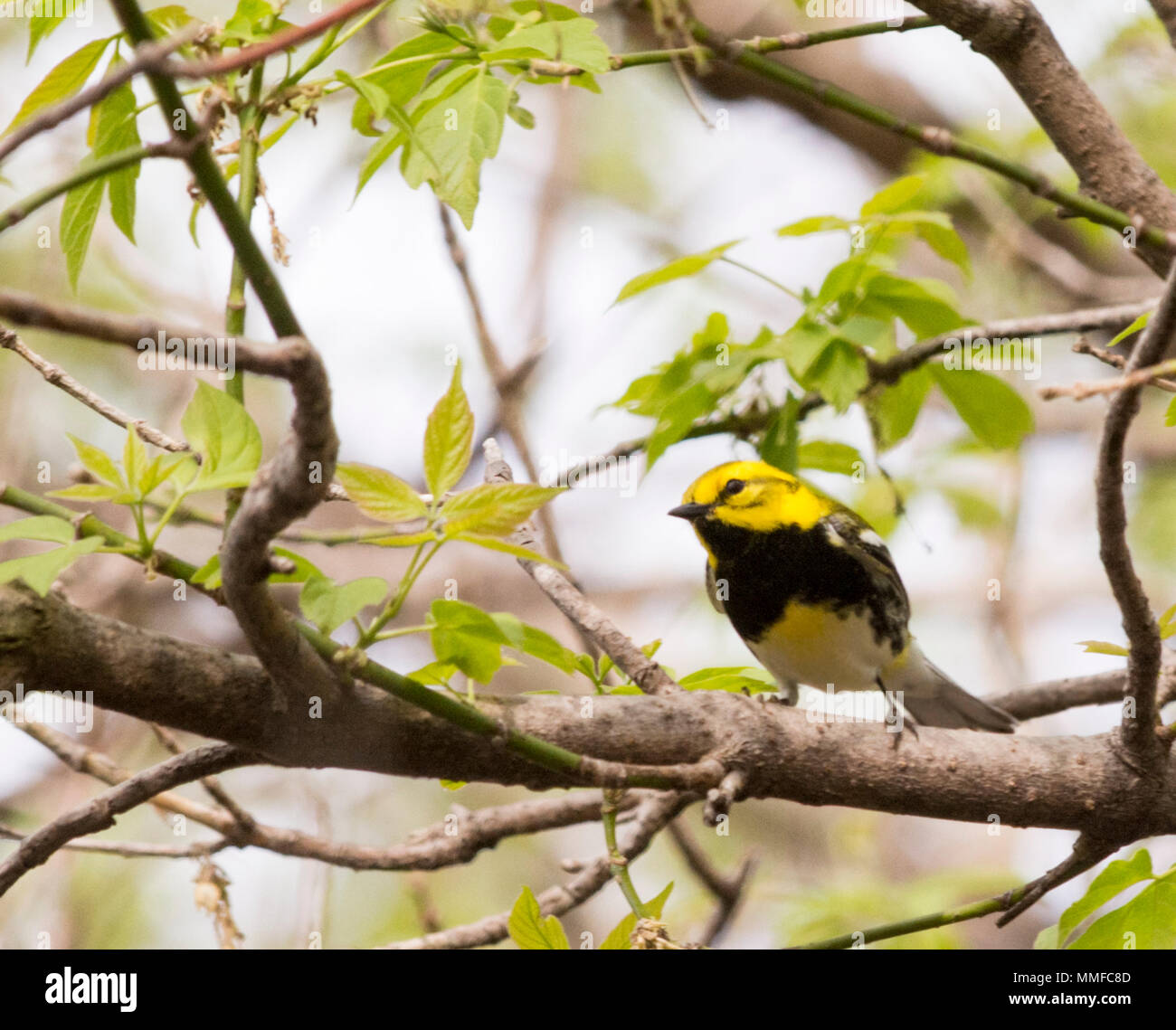 Black Throated Green Warbler. Es dunkel schwarz Bib und hellen gelben Gesicht sind einzigartig unter den östlichen Vögel, und es ist persistent Song von "Zoo-zee, Zoo-z Stockfoto