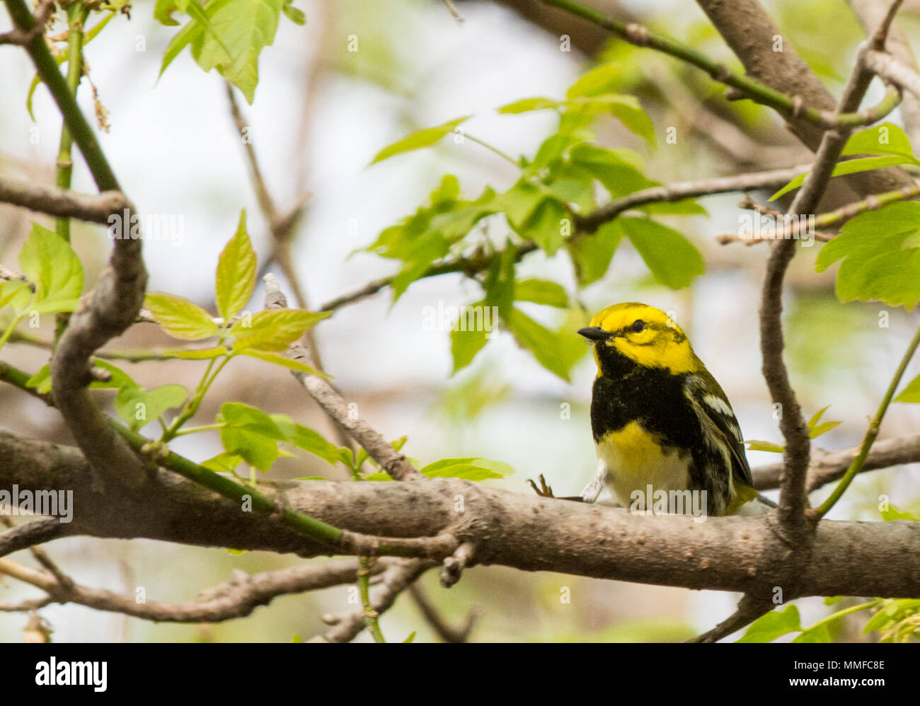 Black Throated Green Warbler. Es dunkel schwarz Bib und hellen gelben Gesicht sind einzigartig unter den östlichen Vögel, und es ist persistent Song von "Zoo-zee'. Stockfoto