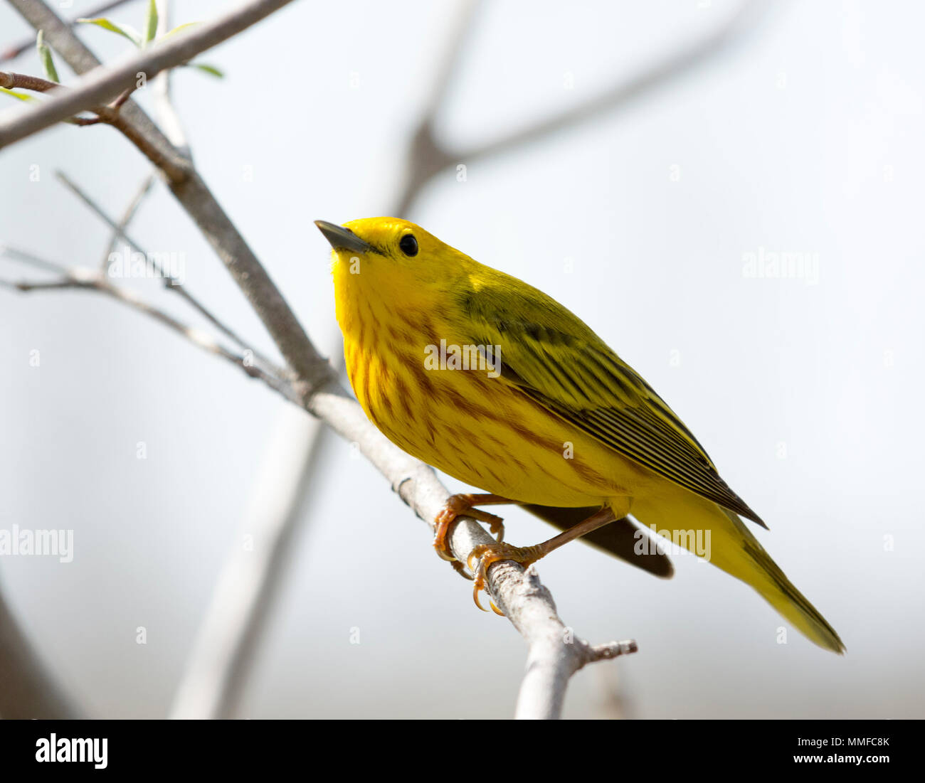 Eine amerikanische Schnäpperrohrsänger Vogel bei Magee Marsh im Nordwesten von Ohio im Frühjahr gesehen. Stockfoto