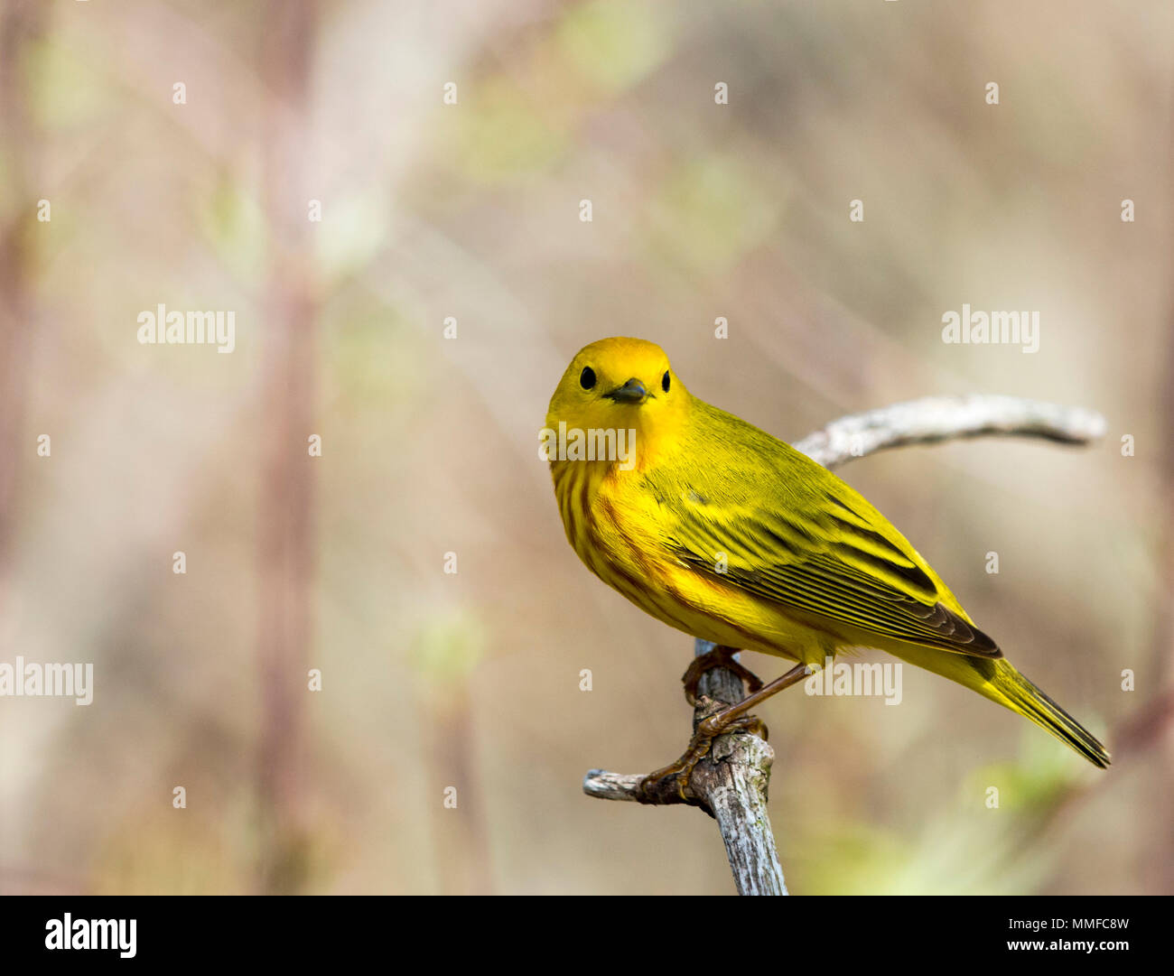Eine amerikanische Schnäpperrohrsänger Vogel bei Magee Marsh im Nordwesten von Ohio im Frühjahr gesehen. Stockfoto