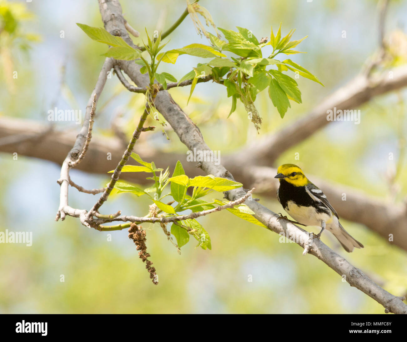 Black Throated Green Warbler. Es dunkel schwarz Bib und hellen gelben Gesicht sind einzigartig unter den östlichen Vögel, und es ist persistent Song von "Zoo-zee'. Stockfoto