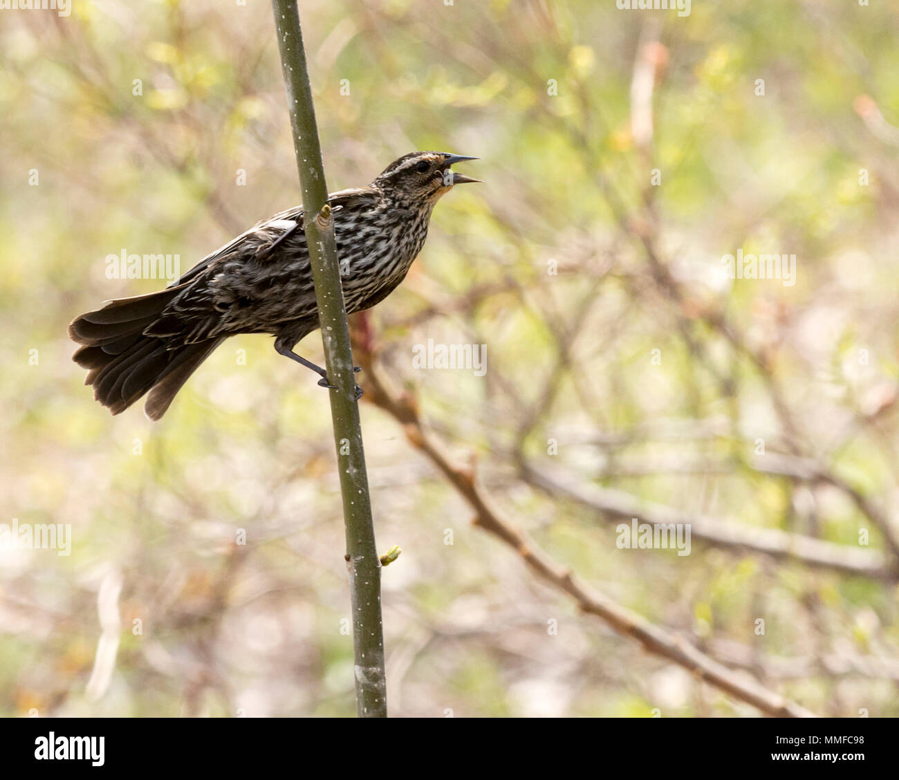 Eine weiblich Red Winged Blackbird bei Magee Marsh Ohio während der Frühling Migration gesehen. Stockfoto