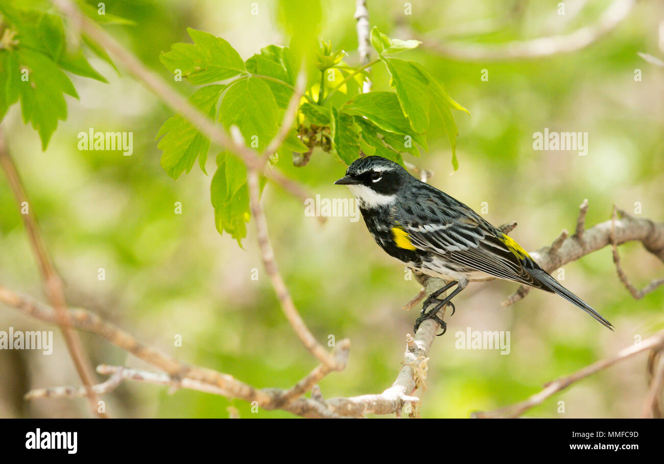 Ein gelbes Hinterteil Warbler Vogel bei Magee Marsh im Nordwesten von Ohio während der Frühling Migration gesehen. Stockfoto