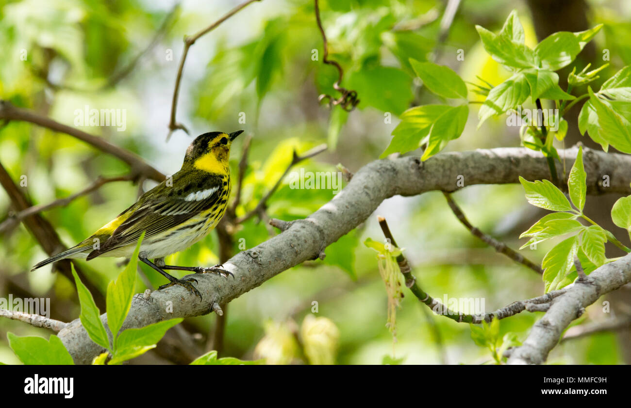 Ein gelbes Hinterteil Warbler Vogel bei Magee Marsh im Nordwesten von Ohio während der Frühling Migration gesehen. Stockfoto