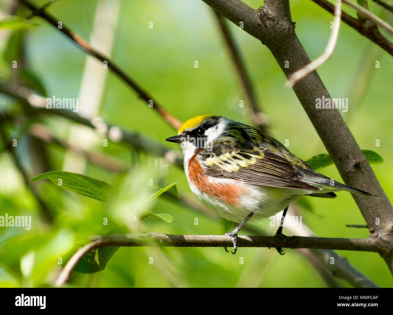Eine bunte männlichen Kastanie seitig Warbler Vogel bei Magee Marsh im Nordwesten von Ohio während der Frühling Migration gesehen. Stockfoto
