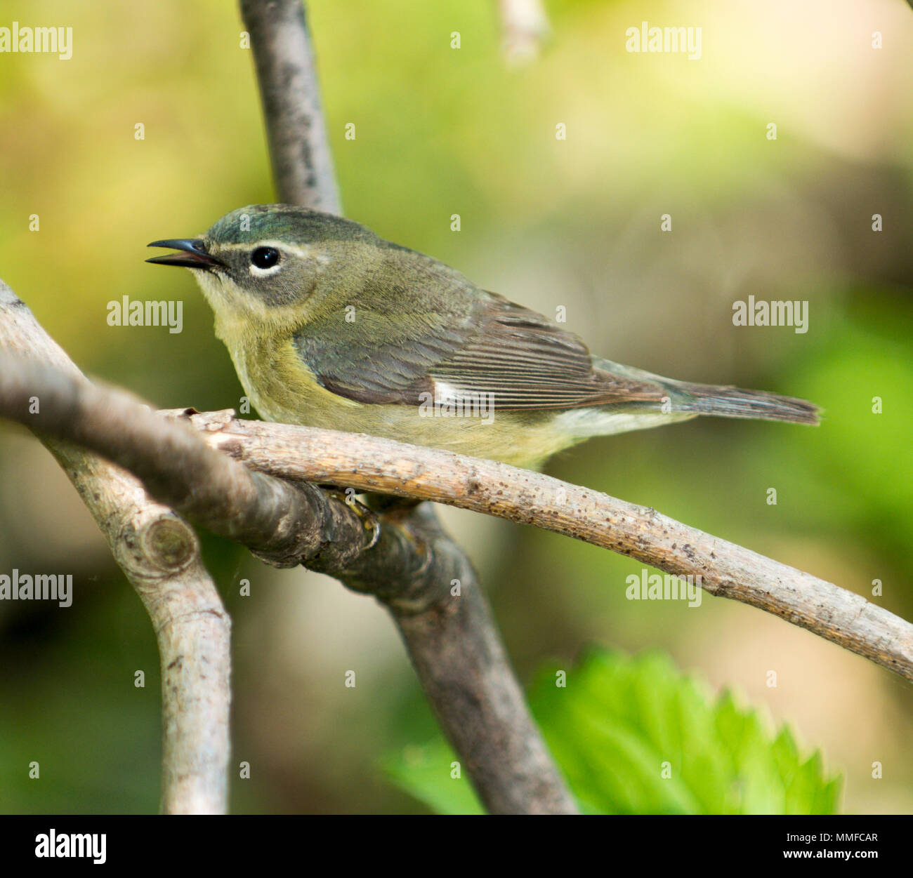 Ein niedliches Warbler bei Magee Marsh Ohio während der Frühling Migration gesehen. Stockfoto