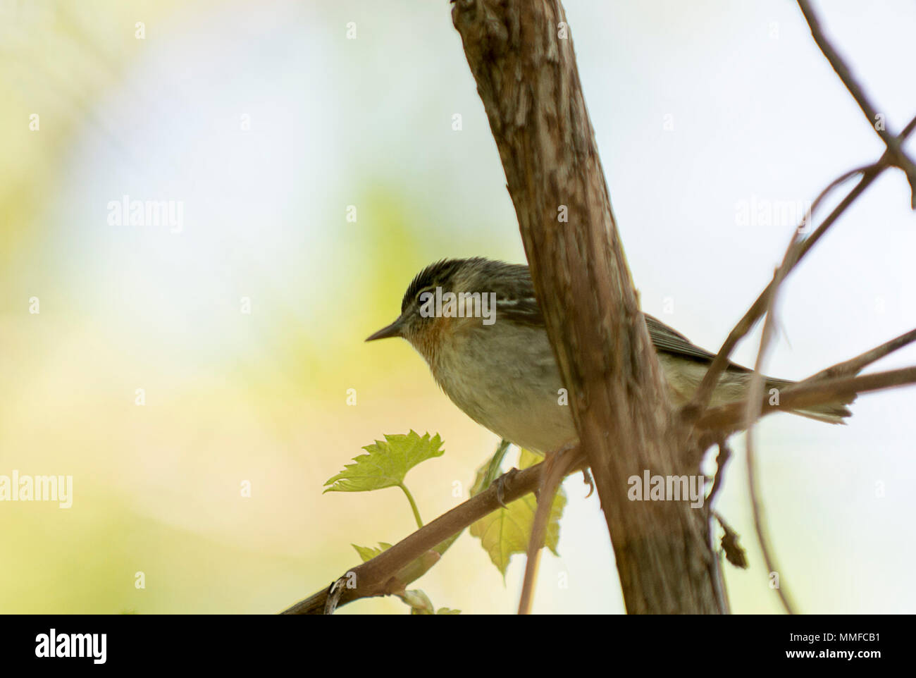 Ein niedliches Warbler bei Magee Marsh Ohio während der Frühling Migration gesehen. Stockfoto