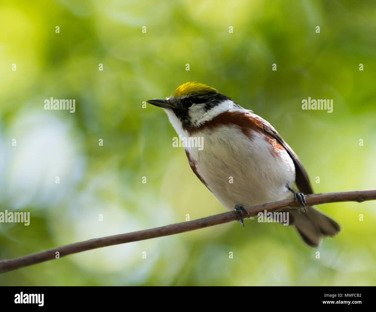 Eine bunte männlichen Kastanie seitig Warbler Vogel bei Magee Marsh im Nordwesten von Ohio während der Frühling Migration gesehen. Stockfoto