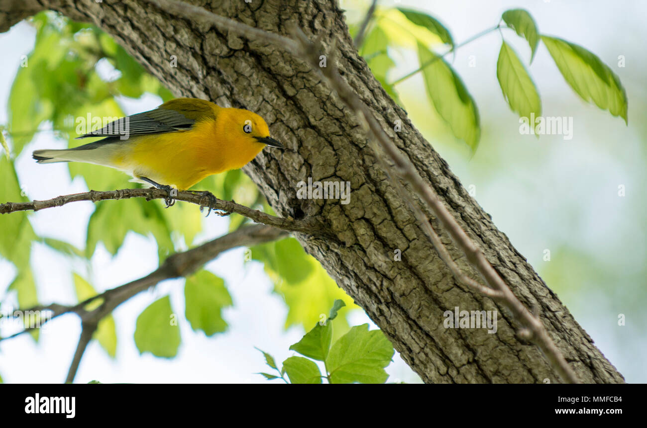 Eine Prothonotary Warbler Vogel bei Magee Marsh im Nordwesten von Ohio während der Frühling Migration gesehen. Stockfoto