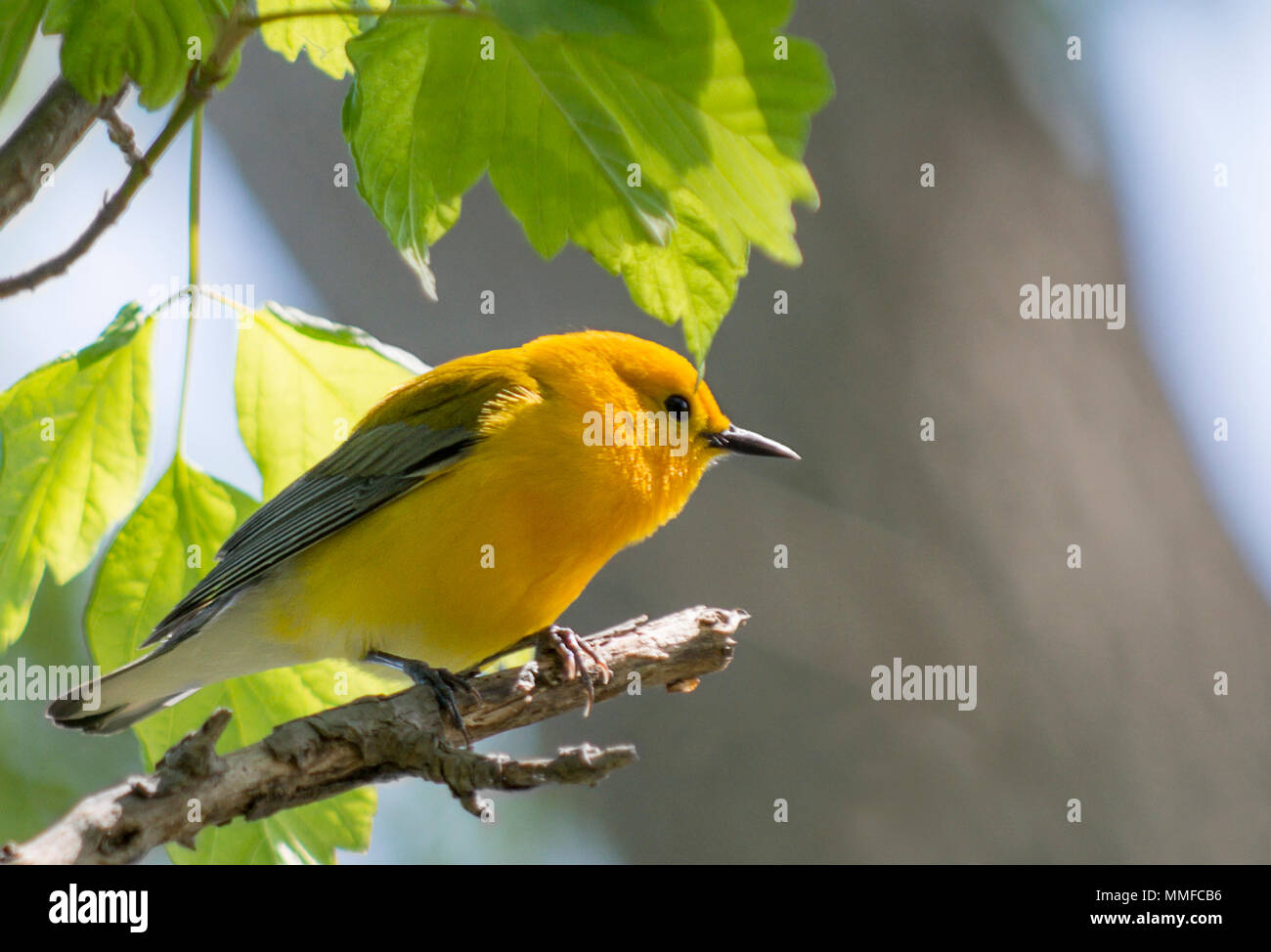 Eine Prothonotary Warbler Vogel bei Magee Marsh im Nordwesten von Ohio während der Frühling Migration gesehen. Stockfoto