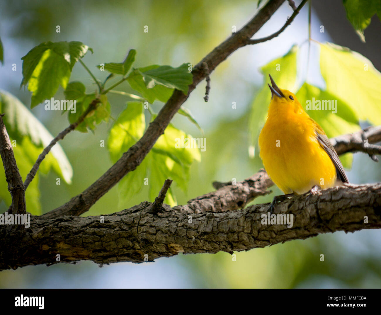 Eine singende Prothonotary Warbler Vogel bei Magee Marsh im Nordwesten von Ohio während der Frühling Migration gesehen. Stockfoto