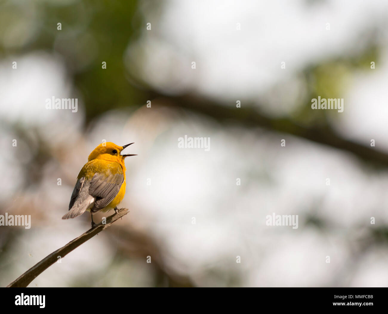 Eine Prothonotary Warbler Vogel gesehen Gesang bei Magee Marsh im Nordwesten von Ohio im Frühjahr Migration. Stockfoto