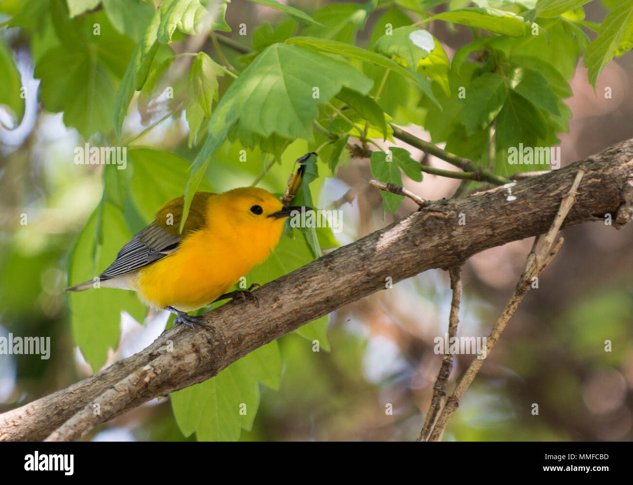 Eine Prothonotary Warbler Vogel bei Magee Marsh im Nordwesten von Ohio während der Frühling Migration gesehen. Stockfoto