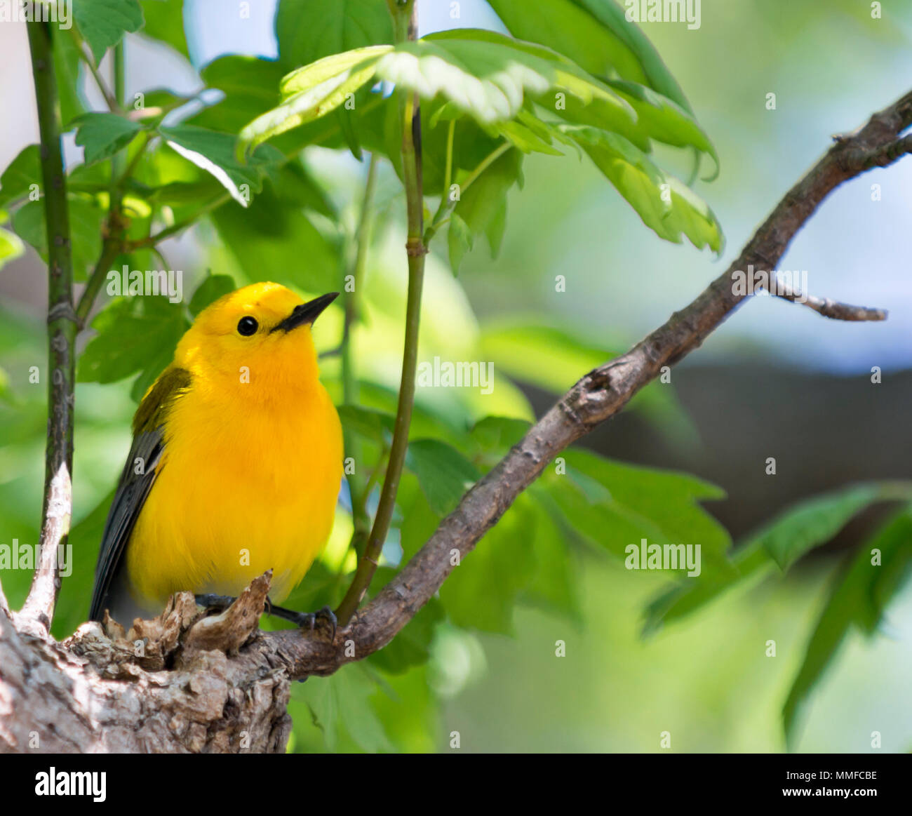 Eine Prothonotary Warbler Vogel bei Magee Marsh im Nordwesten von Ohio während der Frühling Migration gesehen. Stockfoto