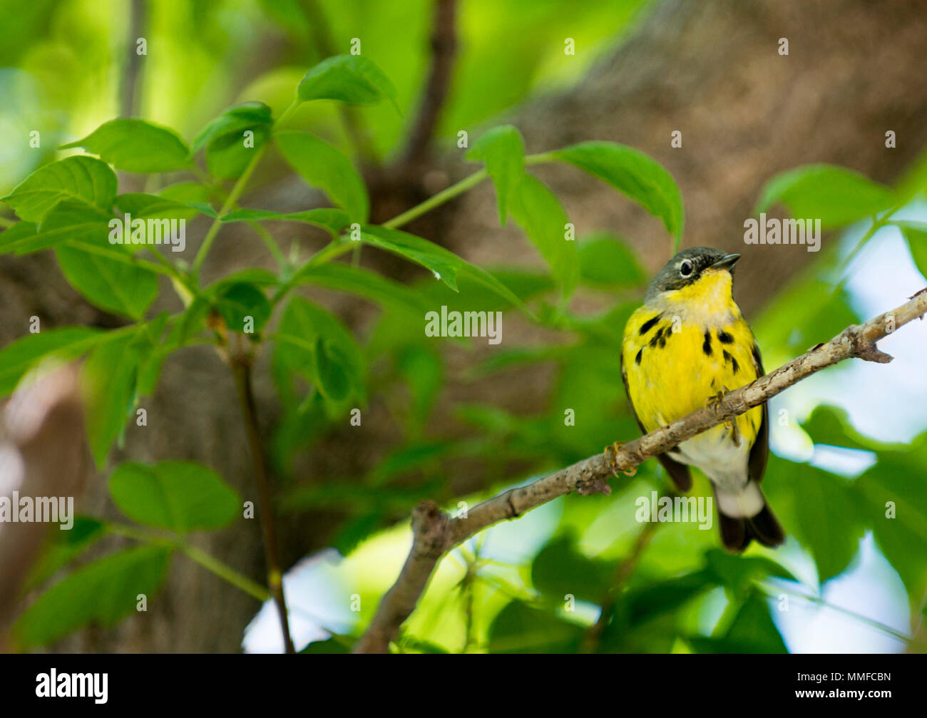 Eine bunte männlichen Magnolia Warbler Vogel bei Magee Marsh im Nordwesten von Ohio während der Frühling Migration gesehen. Stockfoto