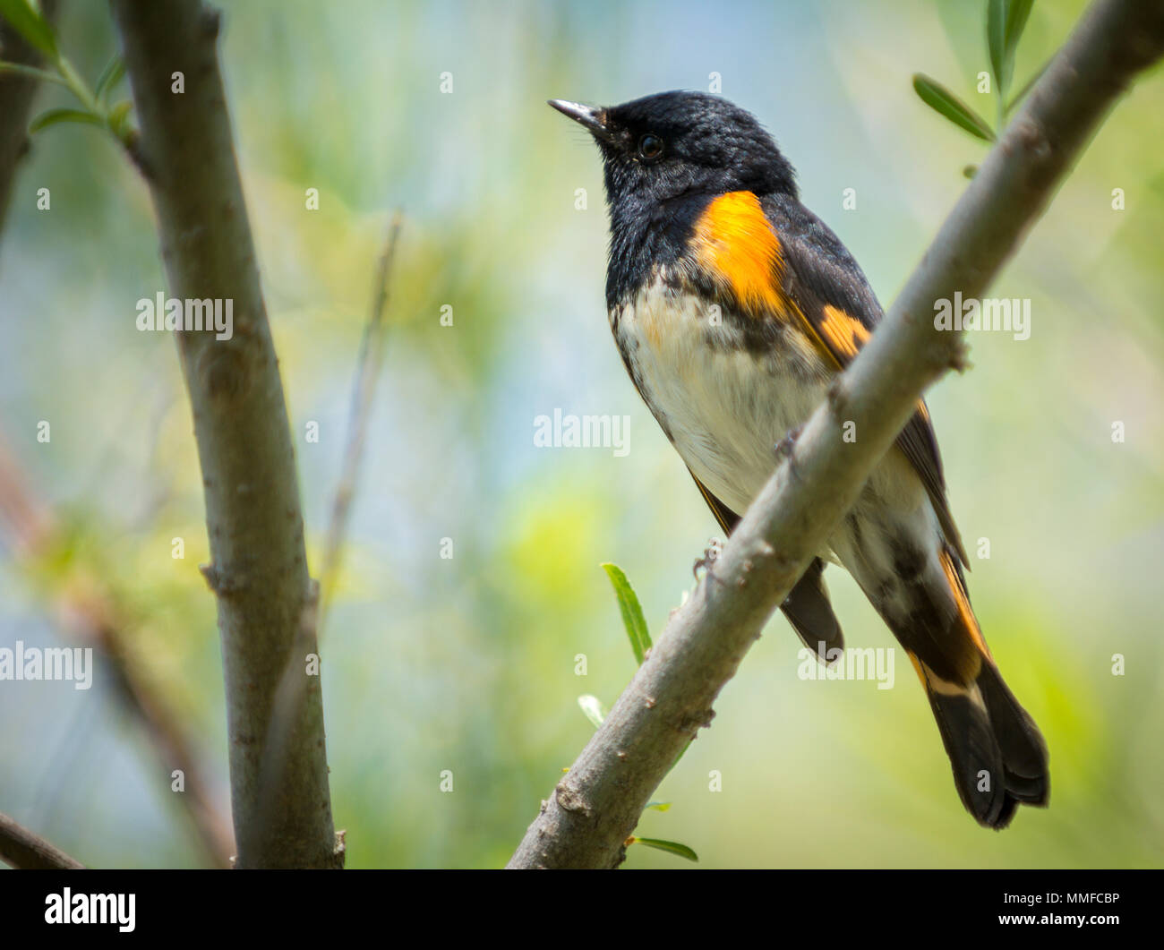 Eine amerikanische Redstart Vogel bei Magee Marsh im Nordwesten von Ohio im Frühjahr Migration gesehen. Stockfoto