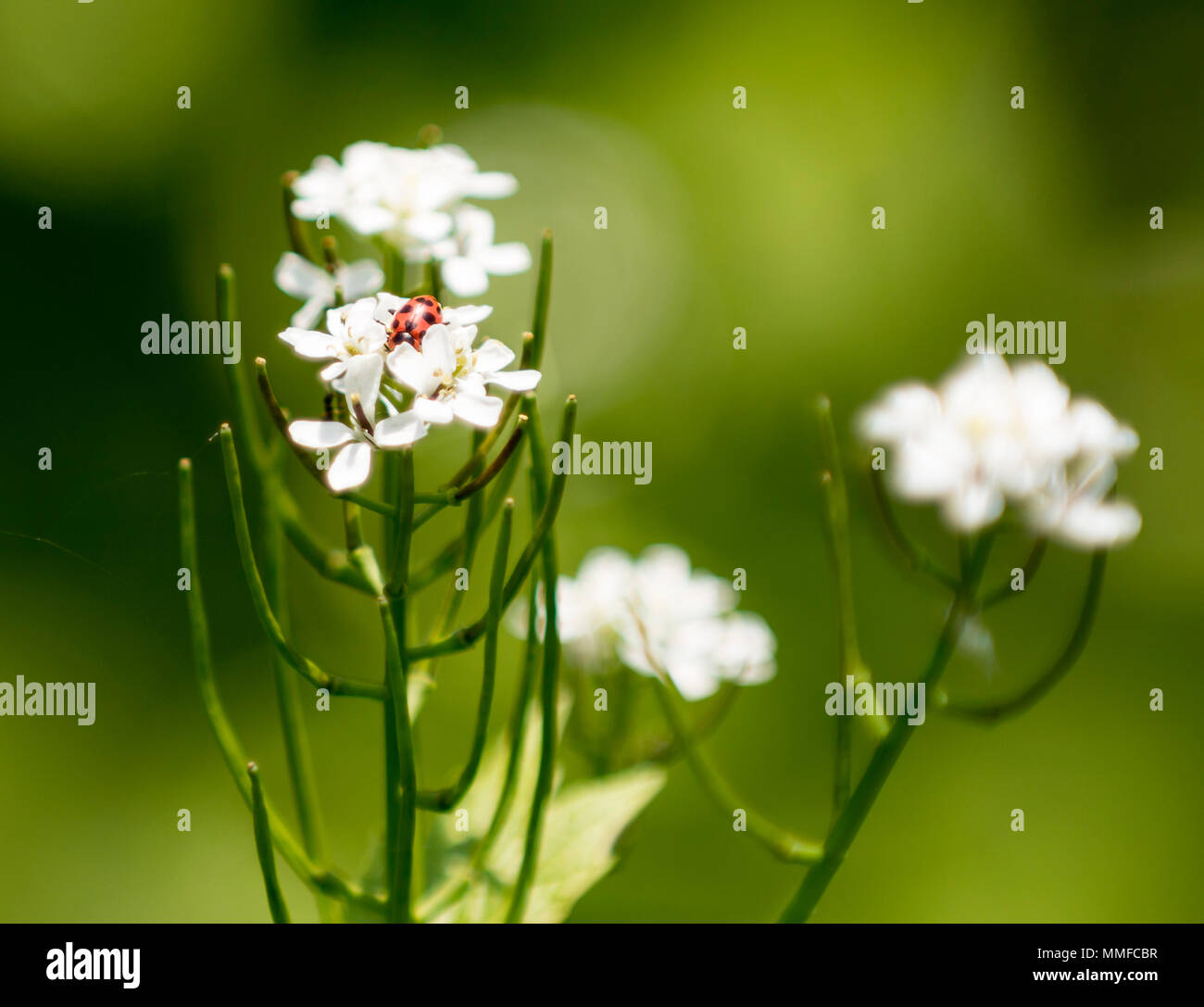 Eine süße kleine Marienkäfer auf einem weißen Wildflower. Stockfoto
