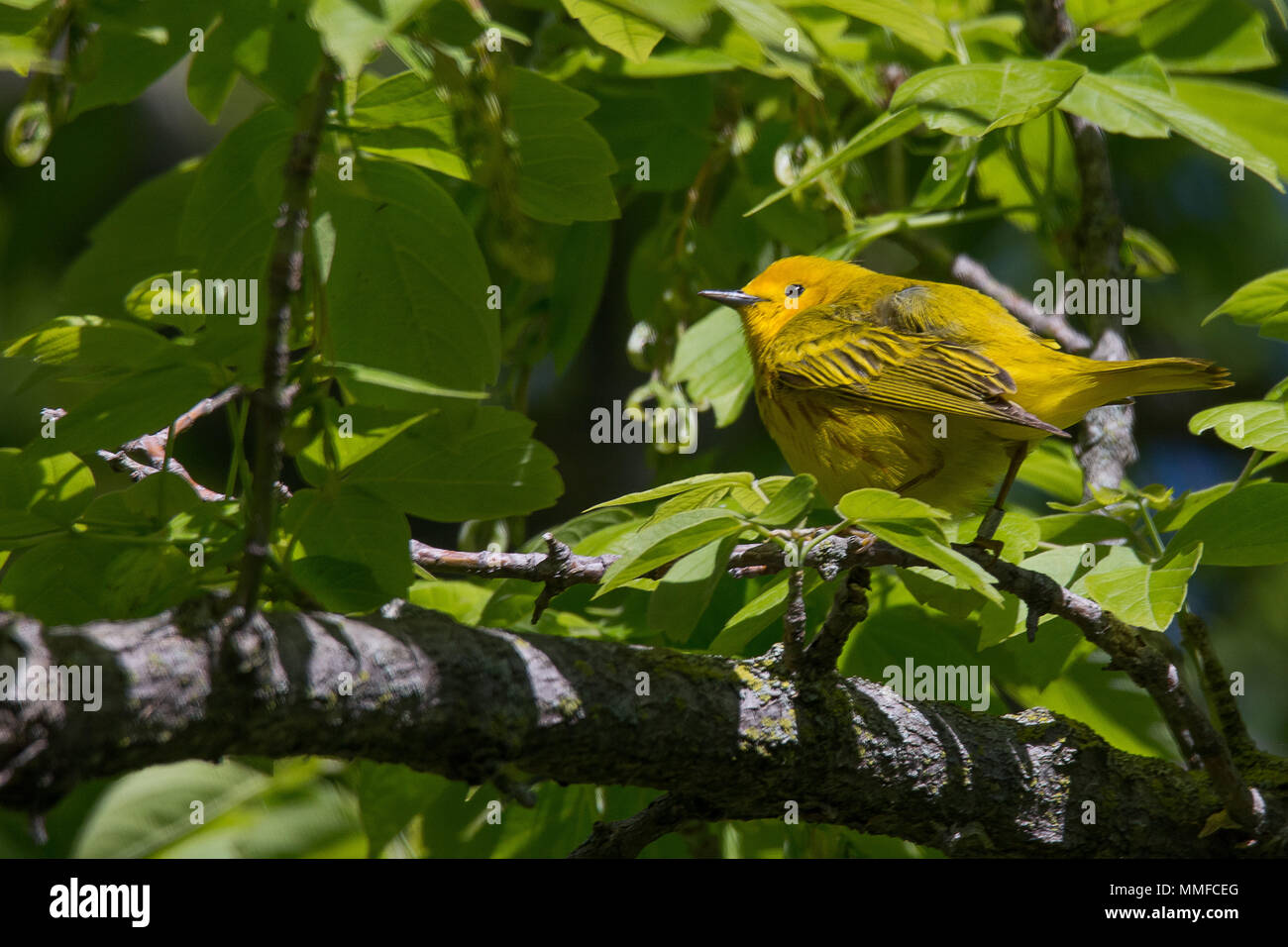 Ein Schnäpperrohrsänger Vogel war bei Magee Marsh im Nordwesten von Ohio im Frühjahr gesehen. Stockfoto