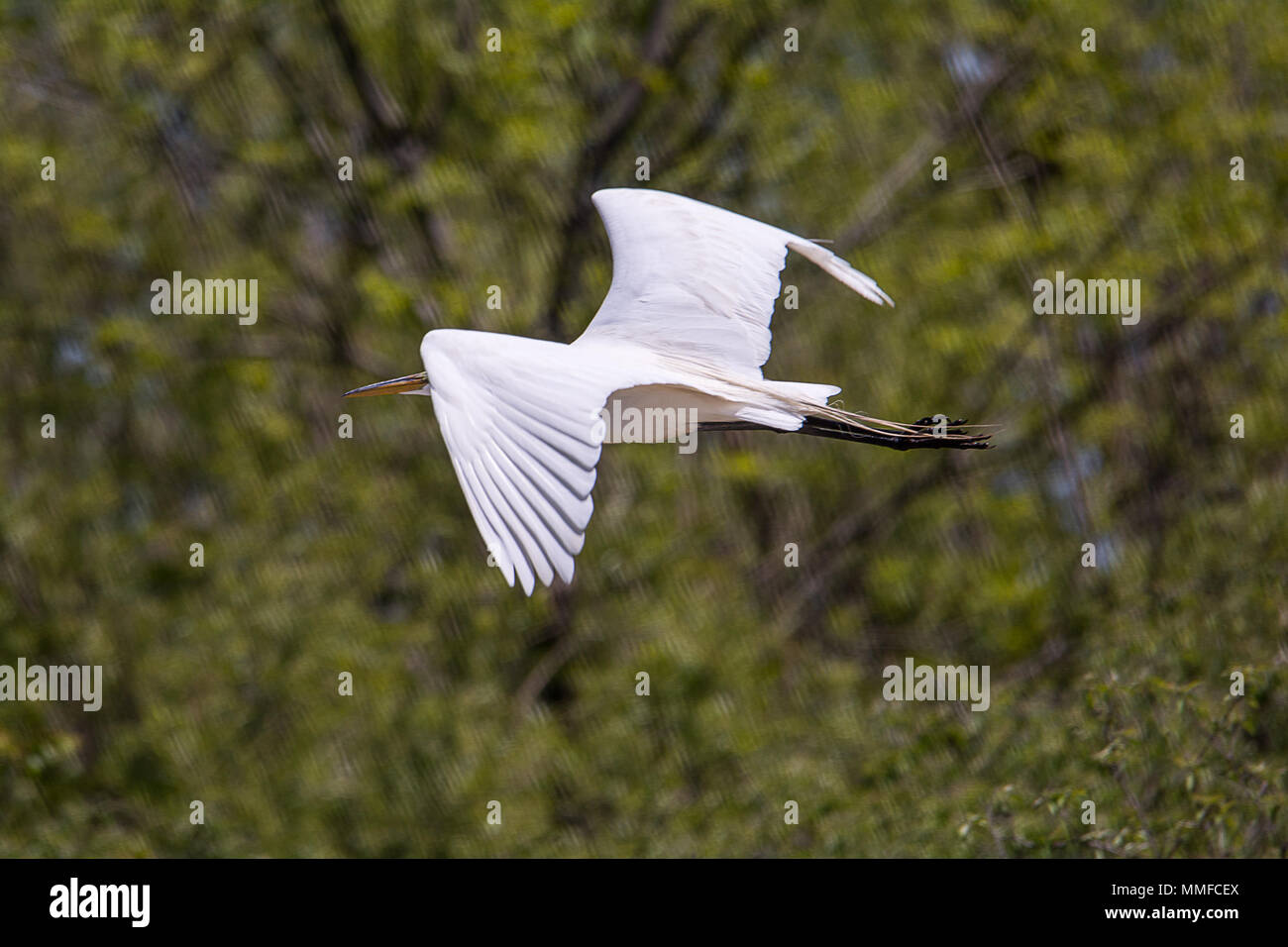 Die eleganten Silberreiher ist eine umwerfende Sicht in vielen Nordamerikanischen Feuchtgebiet. Etwas kleiner und mehr Schlank als ein Great Blue Heron. Stockfoto