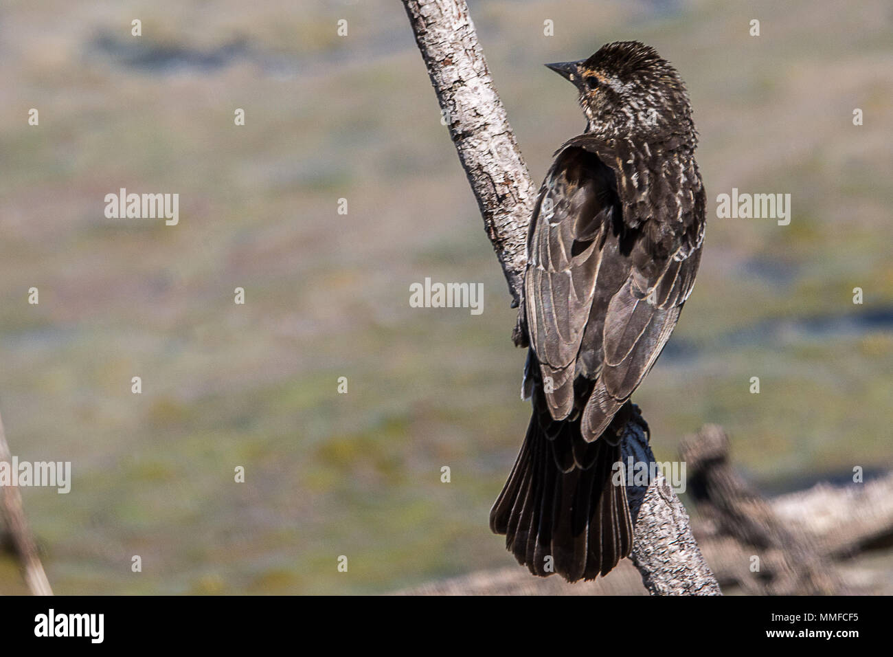 Eine der häufigsten Vögel in Nordamerika, und eines der am meisten in kräftigen Farben, die Rot-winged blackbird ist ein vertrauter Anblick auf rohrkolben. Stockfoto