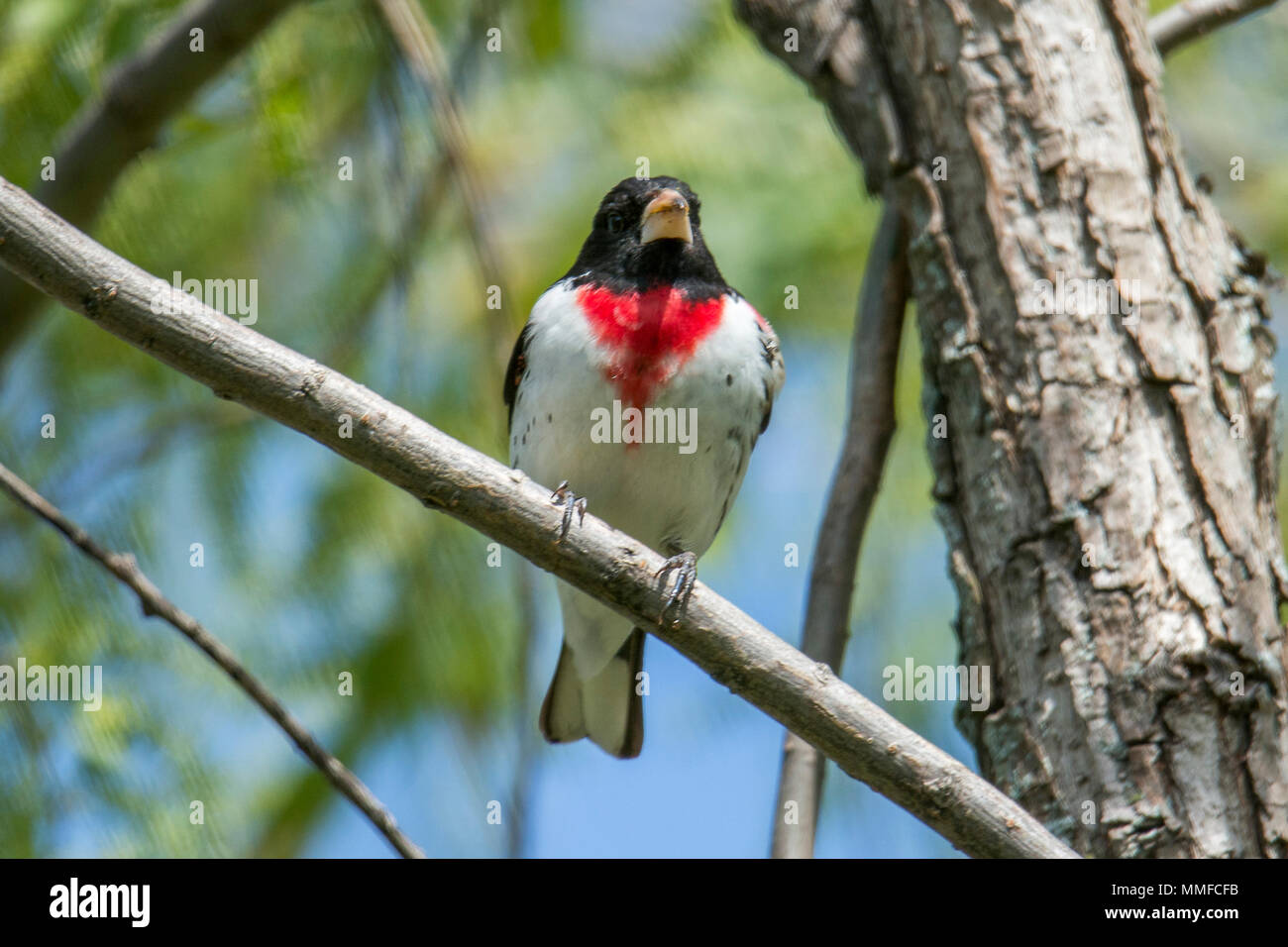 Ein männlicher Rose-breasted Grosbeak Vogel auf einem Zweig der Baumstruktur im Frühjahr thront. Stockfoto