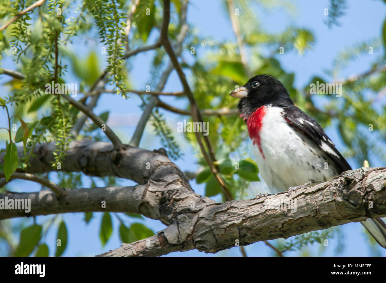 Ein männlicher Rose-breasted Grosbeak Vogel auf einem Zweig der Baumstruktur im Frühjahr thront. Stockfoto